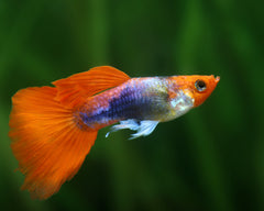 Koi Tuxedo Guppy Male