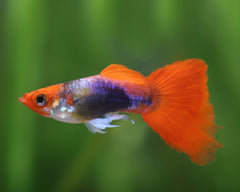 Koi Tuxedo Guppy Male