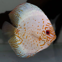 Pigeon Pearl Discus