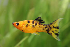 Molly Assorted Lyre Tail