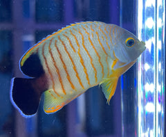 Red Stripe Angelfish