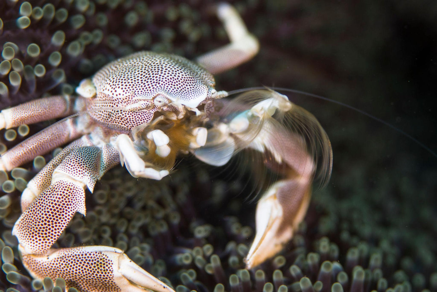Anemone Crab - Medium