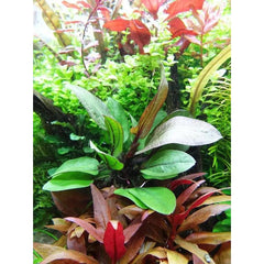 Reni Sword Plant Potted