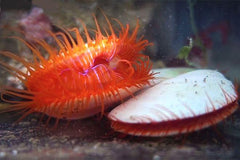 Electric Flame Scallop - Medium
