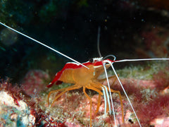 Skunk Cleaner Shrimp - Large
