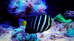 Sailfin Tang - Medium
