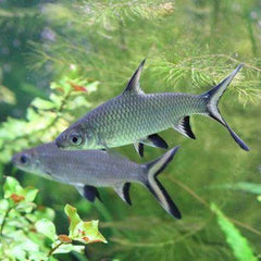 Blackfin Shark SA
