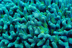 Enchanted Forest Bird's Nest Coral - Frag