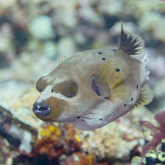 Striped Dogface Puffer - Medium