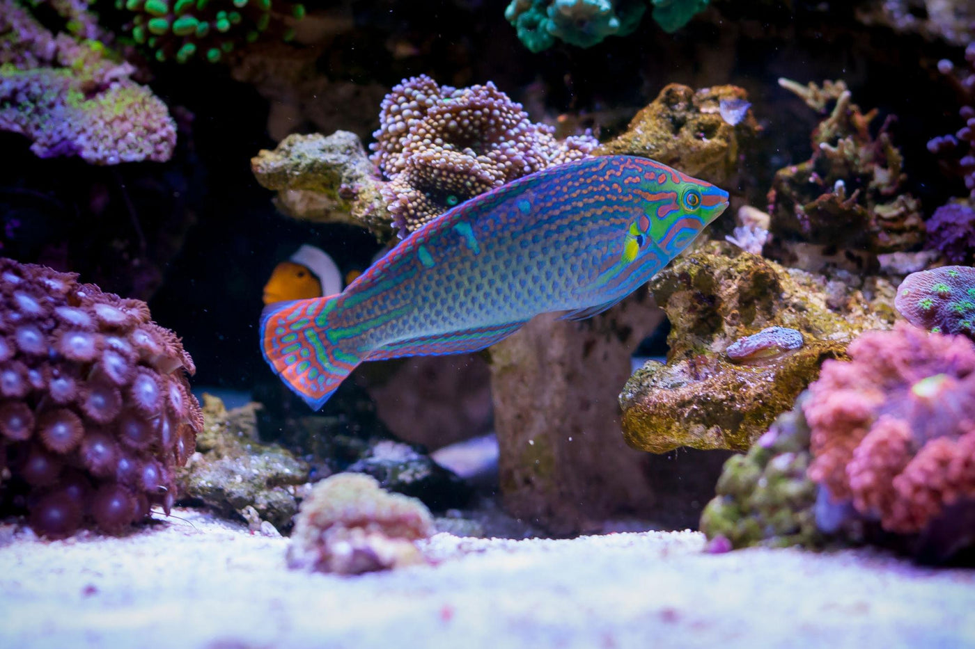 Hoeven's Melanurus Wrasse - Medium