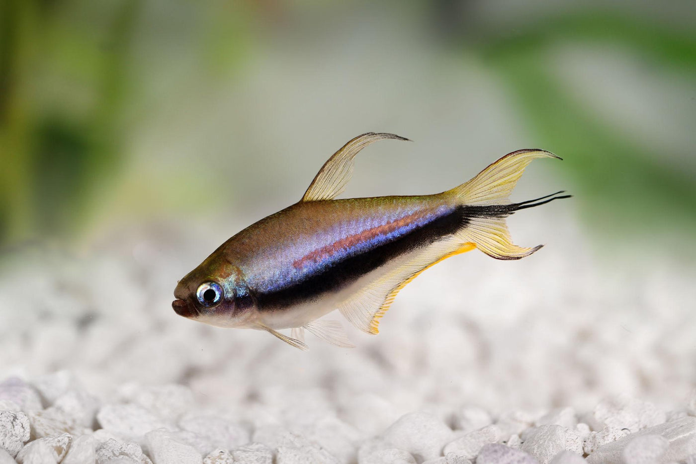 King Tetra
