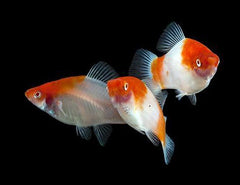 Koi Santa Claus Swordtail
