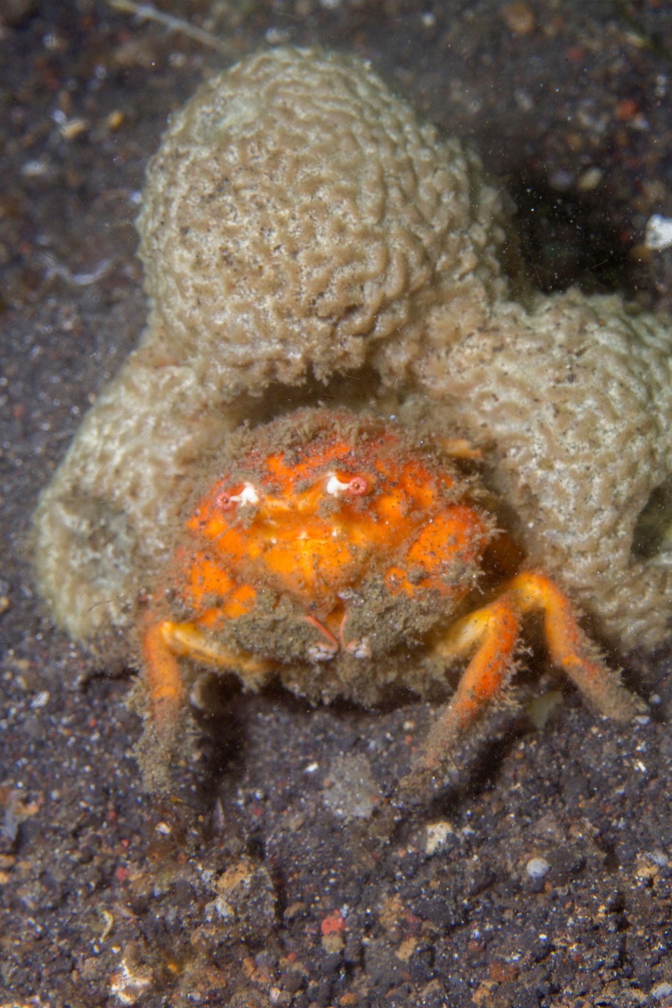 Sponge Crab - Small