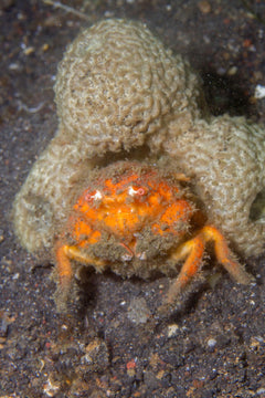 Sponge Crab - Small
