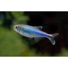 Blue Tetra