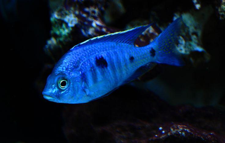 Copadichromis Azureus