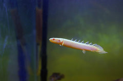 Albino Dinosaur Senegalus Polypterus