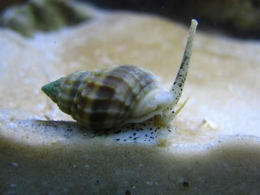 Cerith Snail