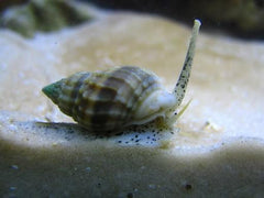 Cerith Snail