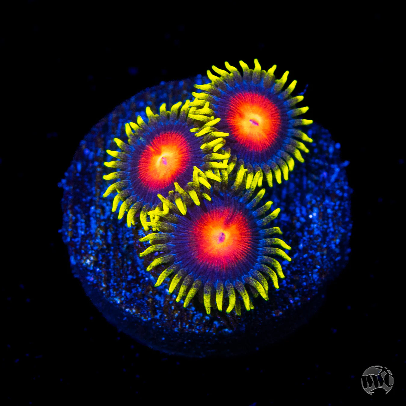 Rising Sun Zoanthid Polyp - Frag