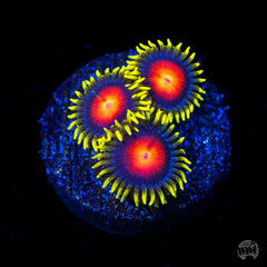 Rising Sun Zoanthid Polyp - Frag
