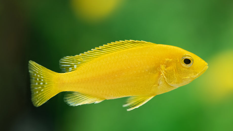Labidochromis Yellow