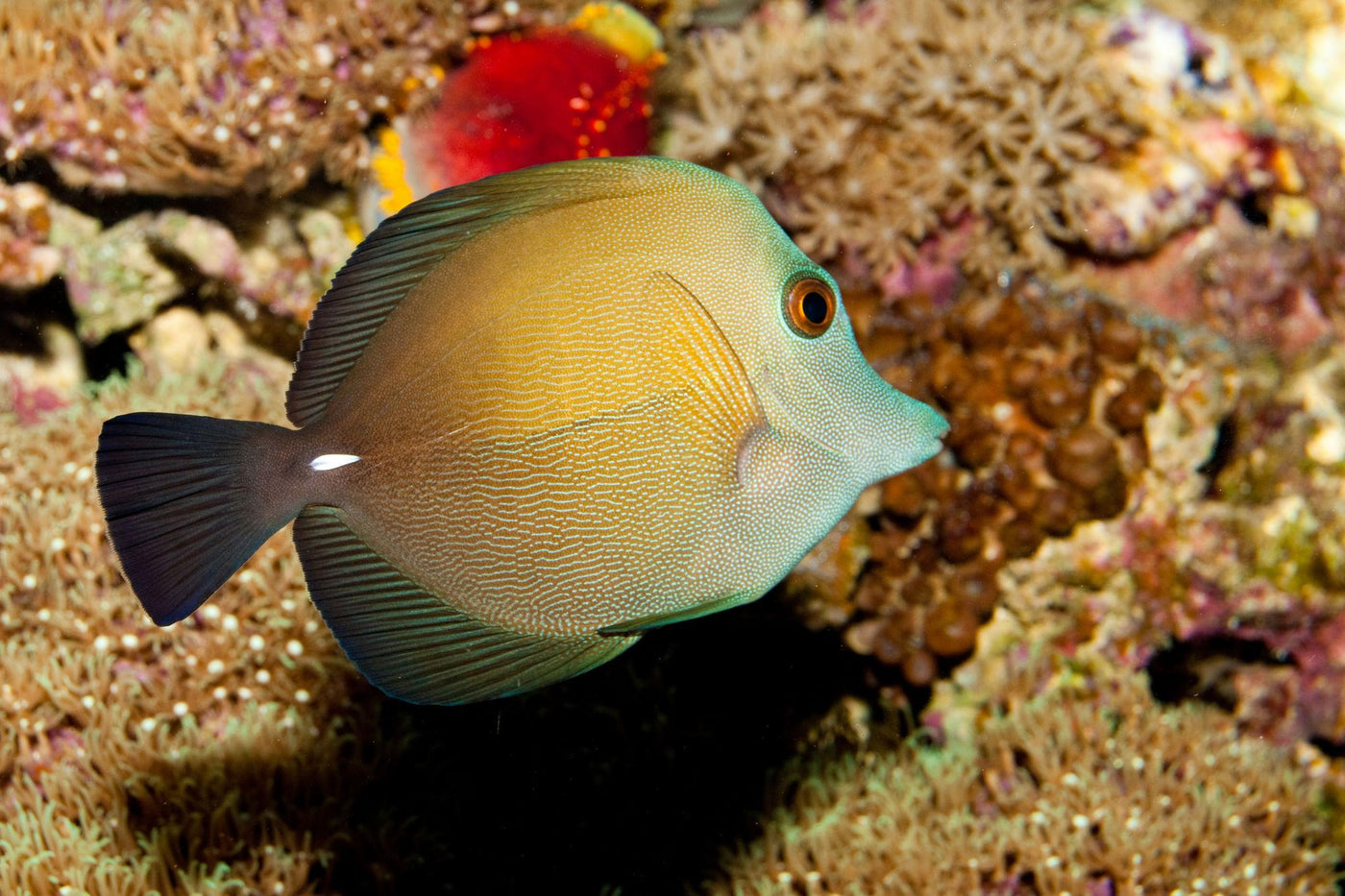 Scopas Tang - Medium