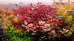 Ludwigia Super Red