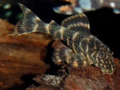 Zipper Loach