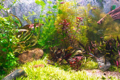 Dragon's Tongue Plant Bunched