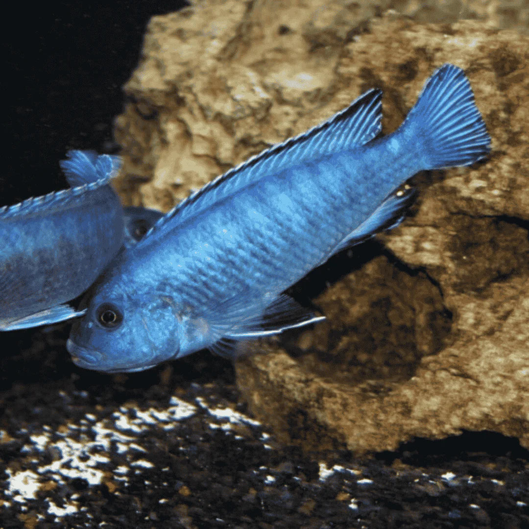 Malavi Blue Cichlid