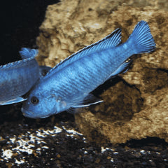 Malavi Blue Cichlid