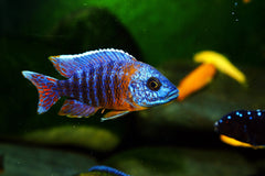Malavi OB Peacock