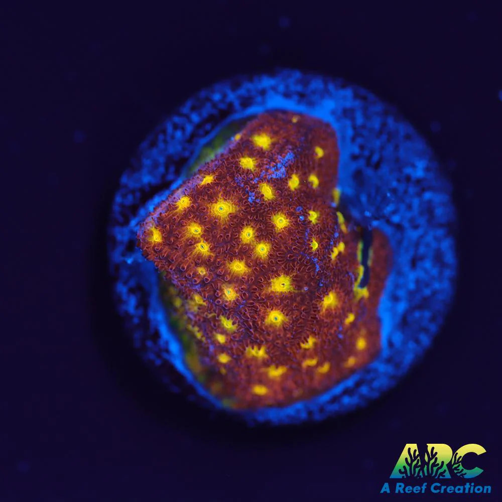 Autumn Harvest Psammocora Coral - Frag