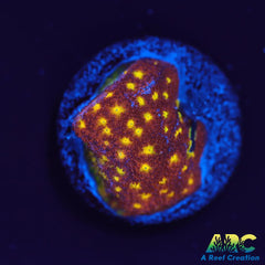 Autumn Harvest Psammocora Coral - Frag