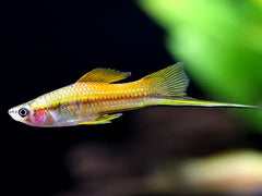 Marigold Twinbar Swordtail