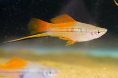 Marigold Swordtail