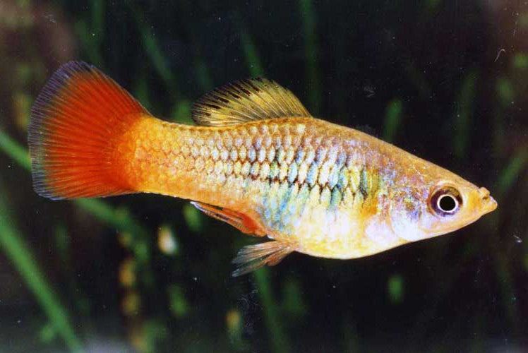 Marigold Variatus