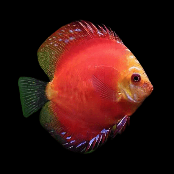 Red Marlboro Discus