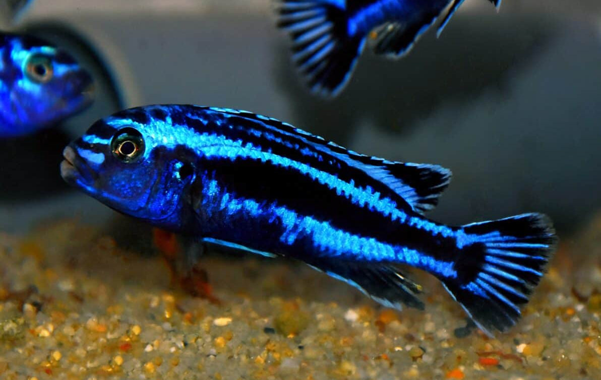 Melano. Cyaneorhabdos 'Maingano' Cichlid