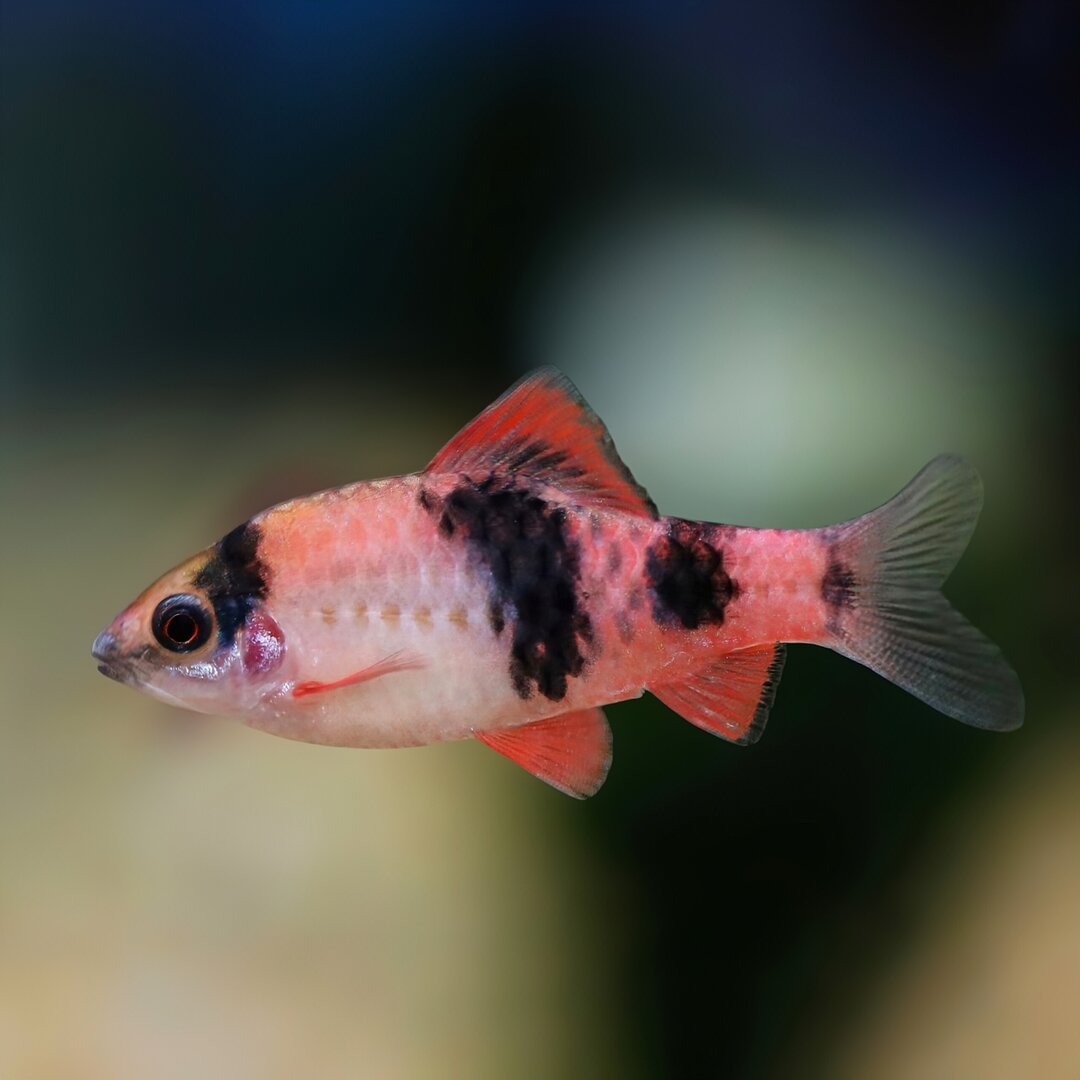 Melon Barb
