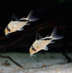 Threestrips Corydoras