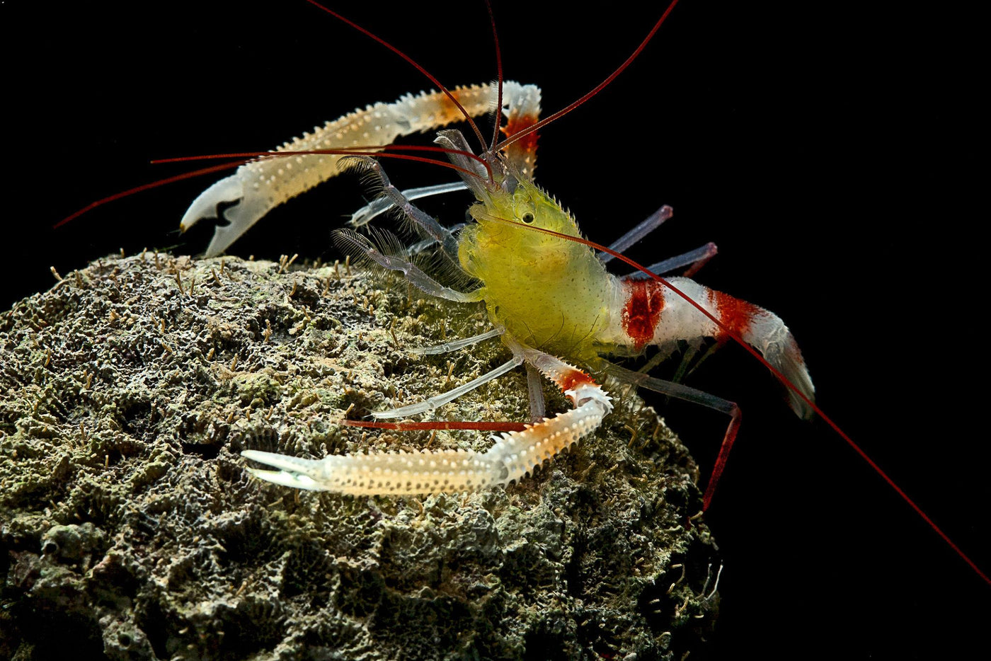 Gold Coral Banded Shrimp - Small