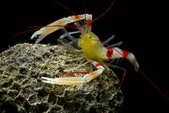 Gold Coral Banded Shrimp - Small