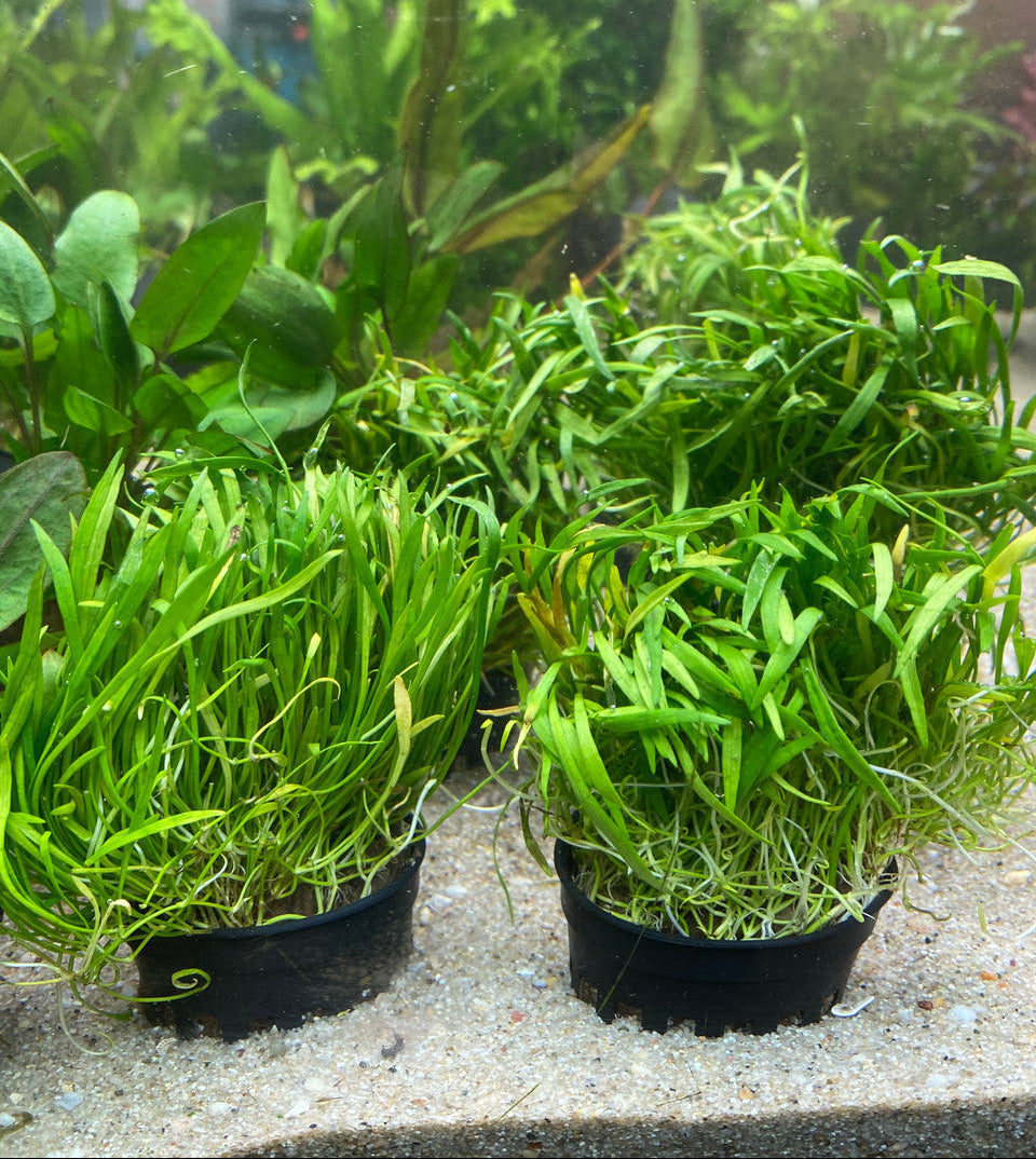 Micro Sword Potted