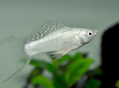 Silver Lyretail Molly