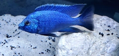 Copadichromis Azureus