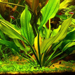 Oriental Sword Potted