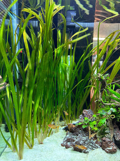 HydrOasis® Jungle Vallisneria Submerged Potted