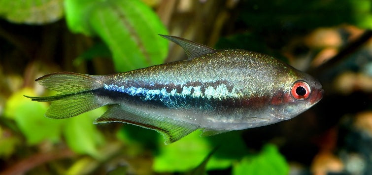 Tetra Blue Emperor - Tank Bred